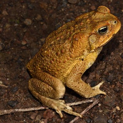cane_toad